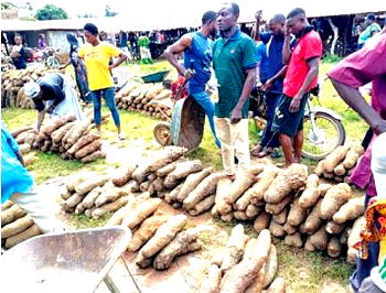 Calabar youths dump 'Yahoo Yahoo' for farming